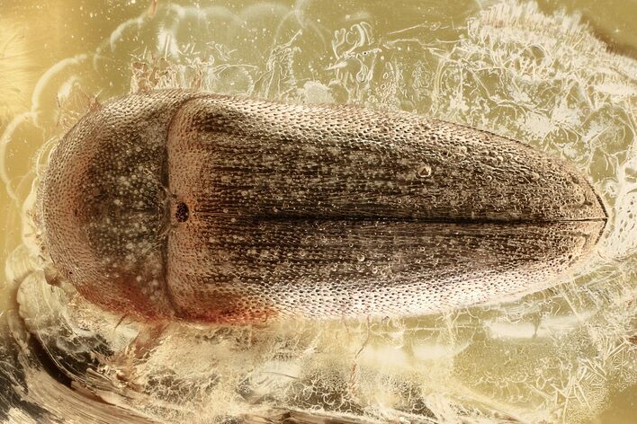 Detailed Fossil False Click Beetle (Throscidae) in Baltic Amber #372524